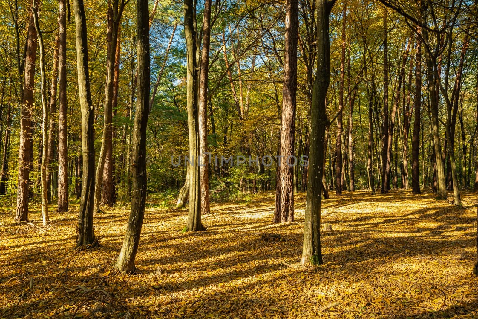 Beautiful autumn forest in the sun by darekb22
