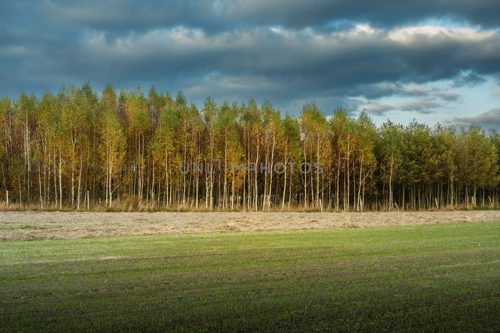 Cloudy sky over the autumn forest and farmland, eastern Poland