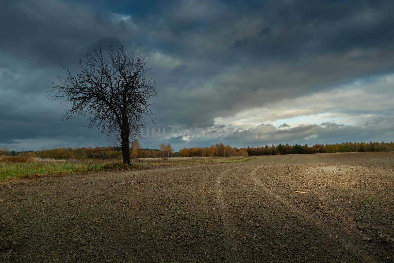 Bare tree growing in a field and overcast sky by darekb22