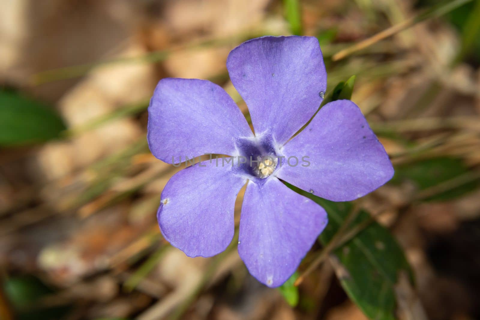 Close-up of a single Lesser periwinkle flower in the forest, Eastern Poland