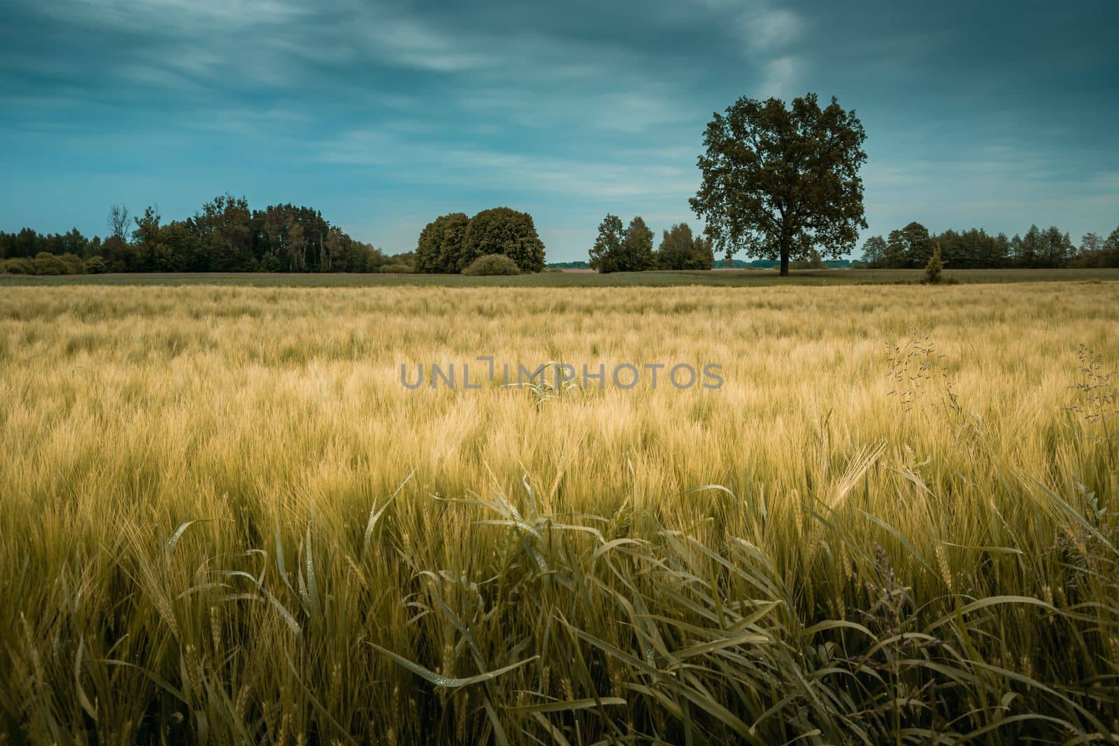 Barley field and overcast sky, summer rual view by darekb22