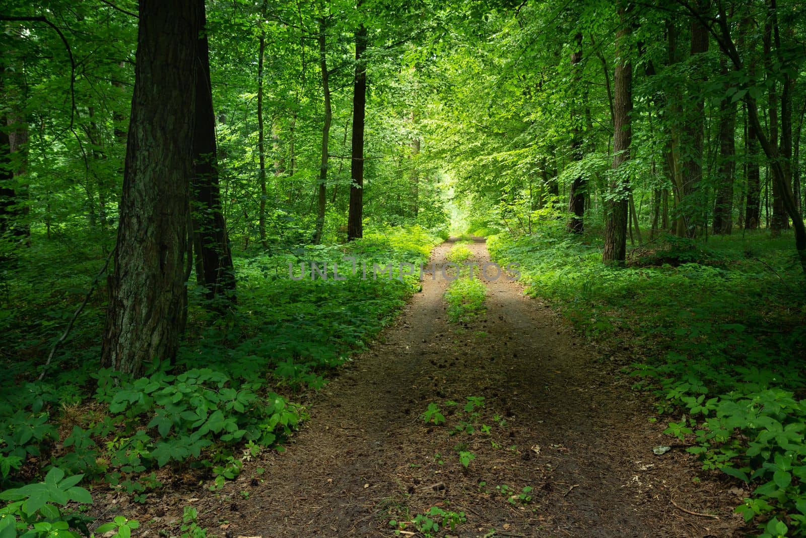 A dirt road through a dense and green forest in Poland by darekb22
