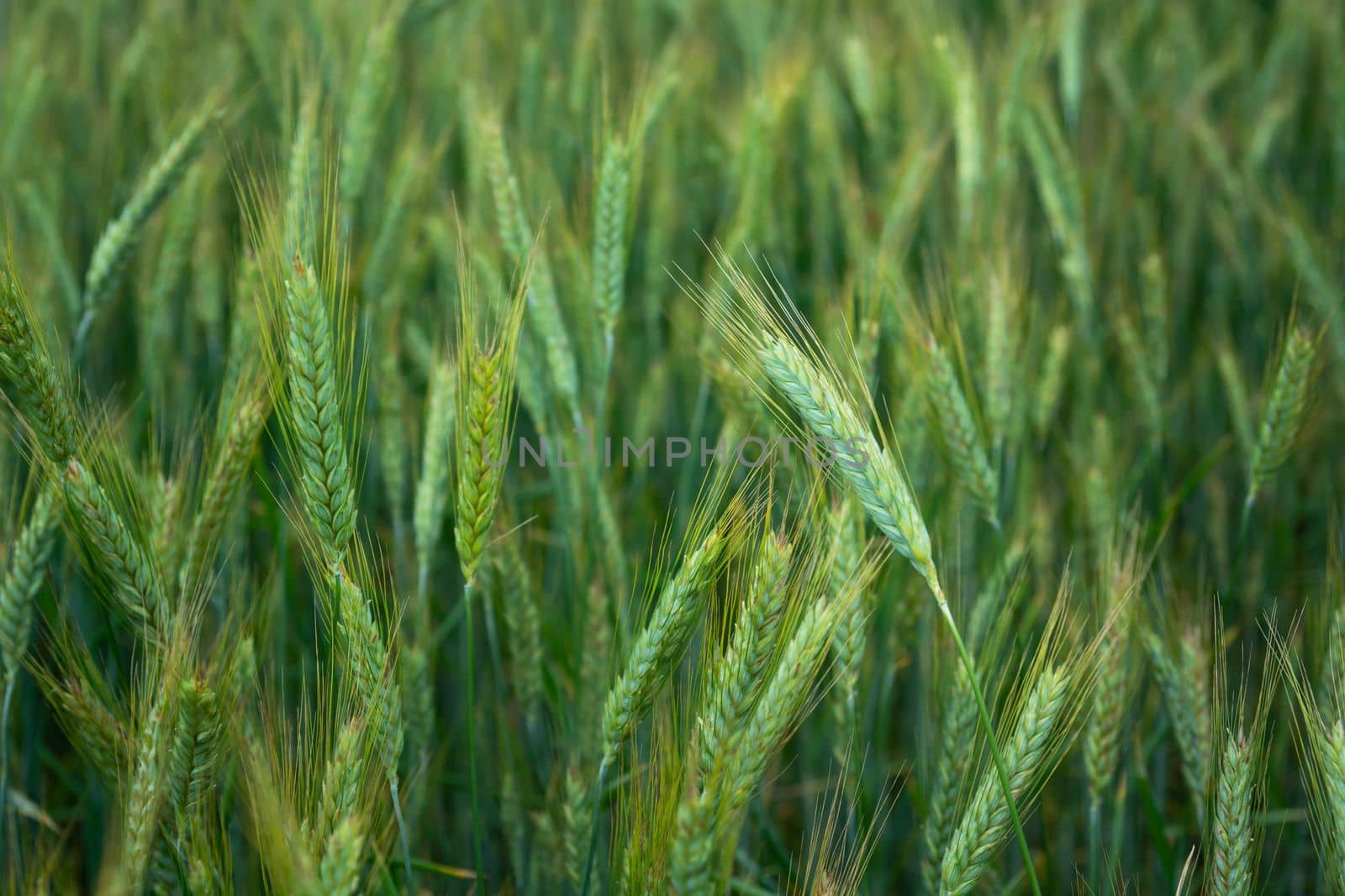 Green and yellow triticale field in close-up, spring rural day