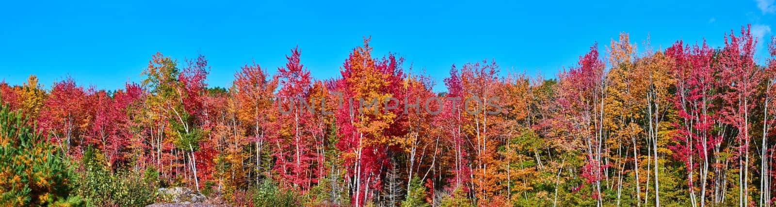 Panorama of forest edge showcasing variety of fall colors by njproductions