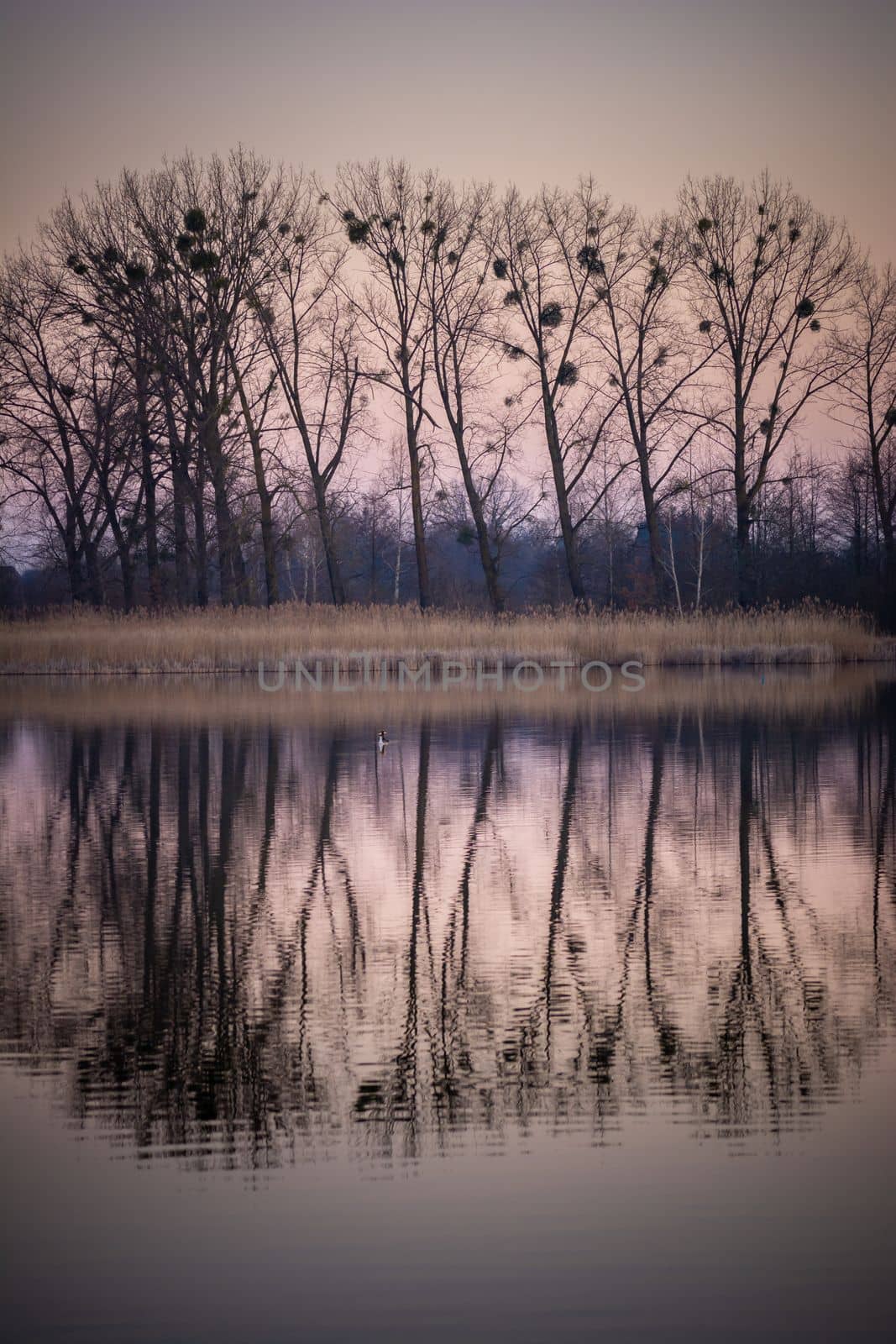 Reflection of trees without leaves in the water, spring evening