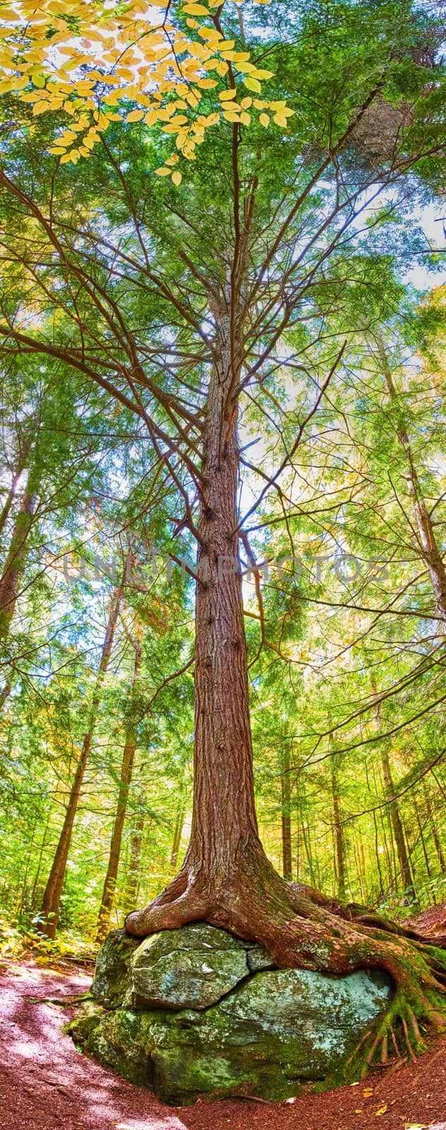 Image of Panoramic vertical view of stunning forest tree growing over mossy boulder with exposed roots