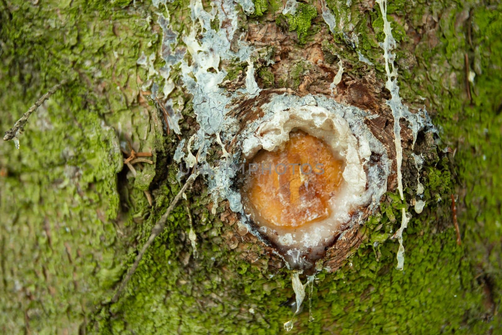 White resin on a tree, close-up on the green trunk