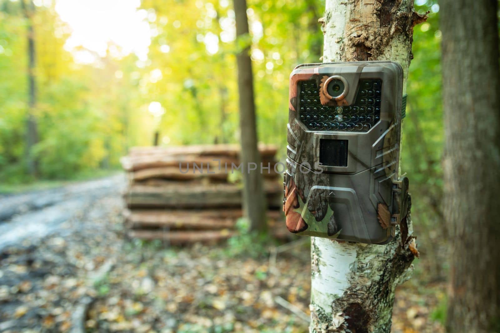 Camera trap mounted on a tree in the forest, October day view
