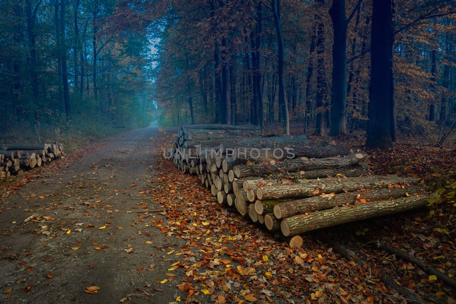 Wood storage by the road in the autumn forest, October evening in eastern Poland