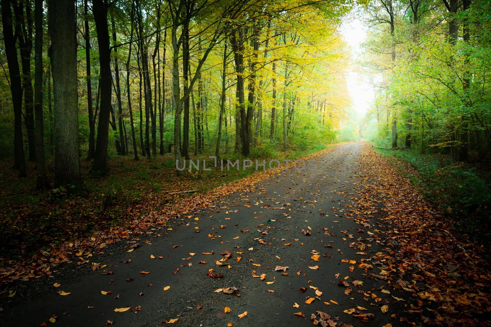 Fallen leaves on the road in the woods, October day in eastern Poland