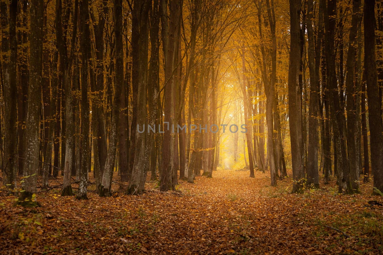 A path with light in the autumn dense forest