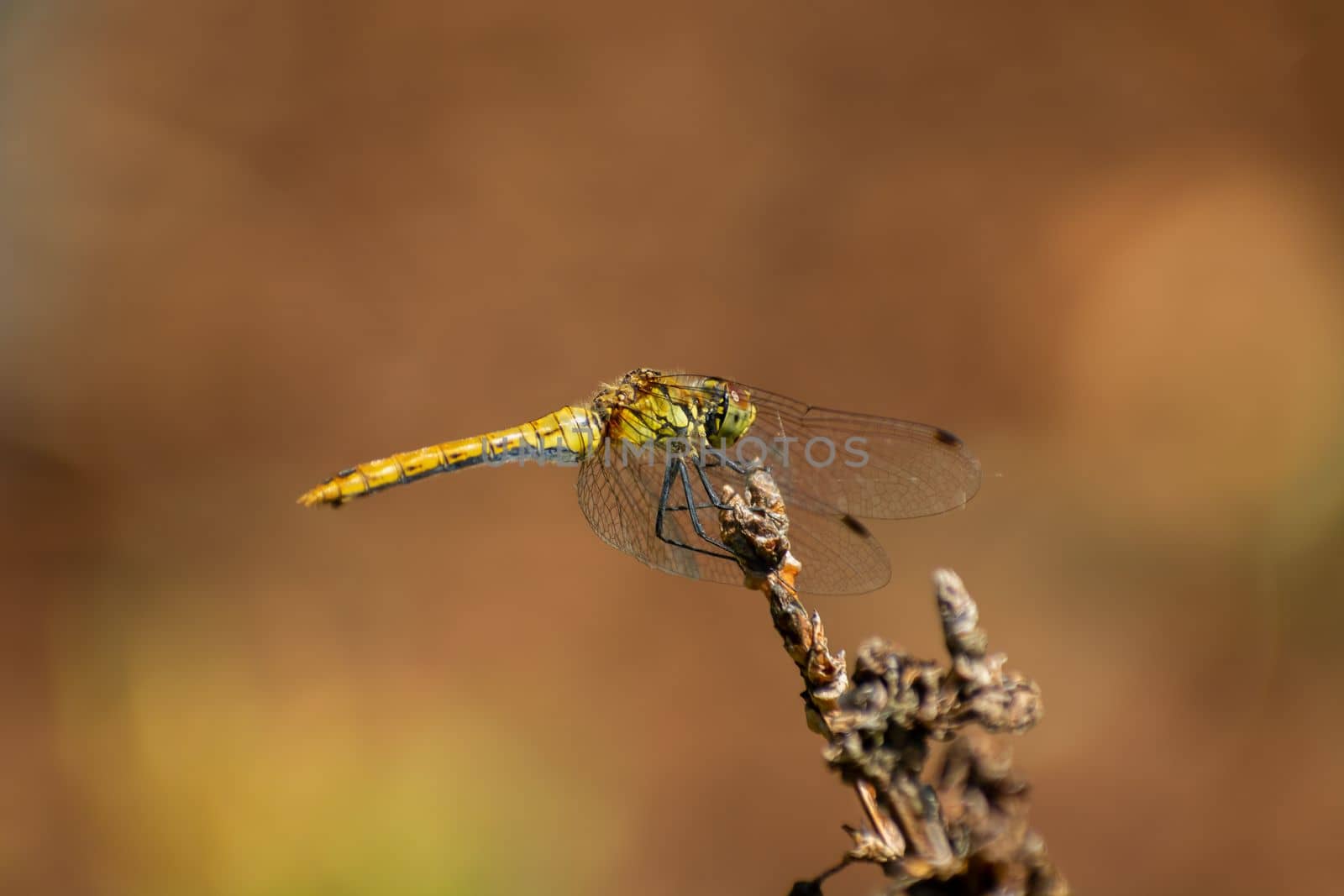A yellow dragonfly sits on a branch by darekb22