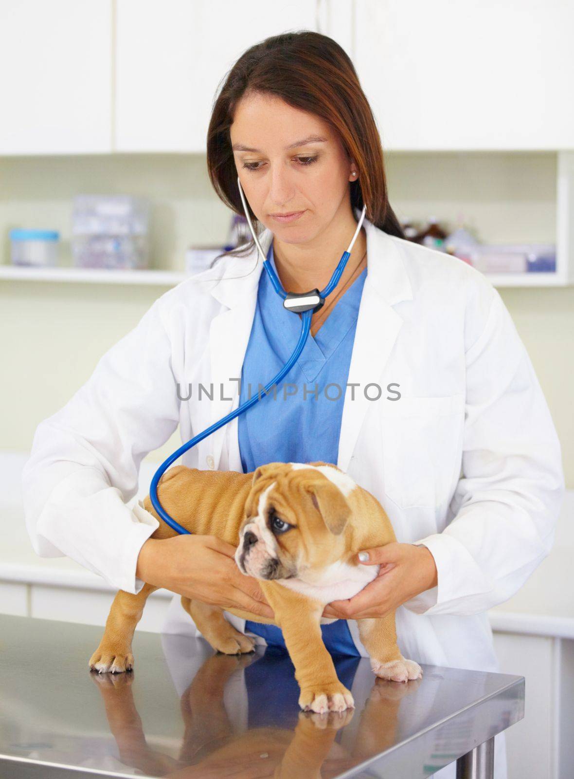 Thorough puppy examination. a vet trying to listen to a bulldog puppys heartbeat. by YuriArcurs