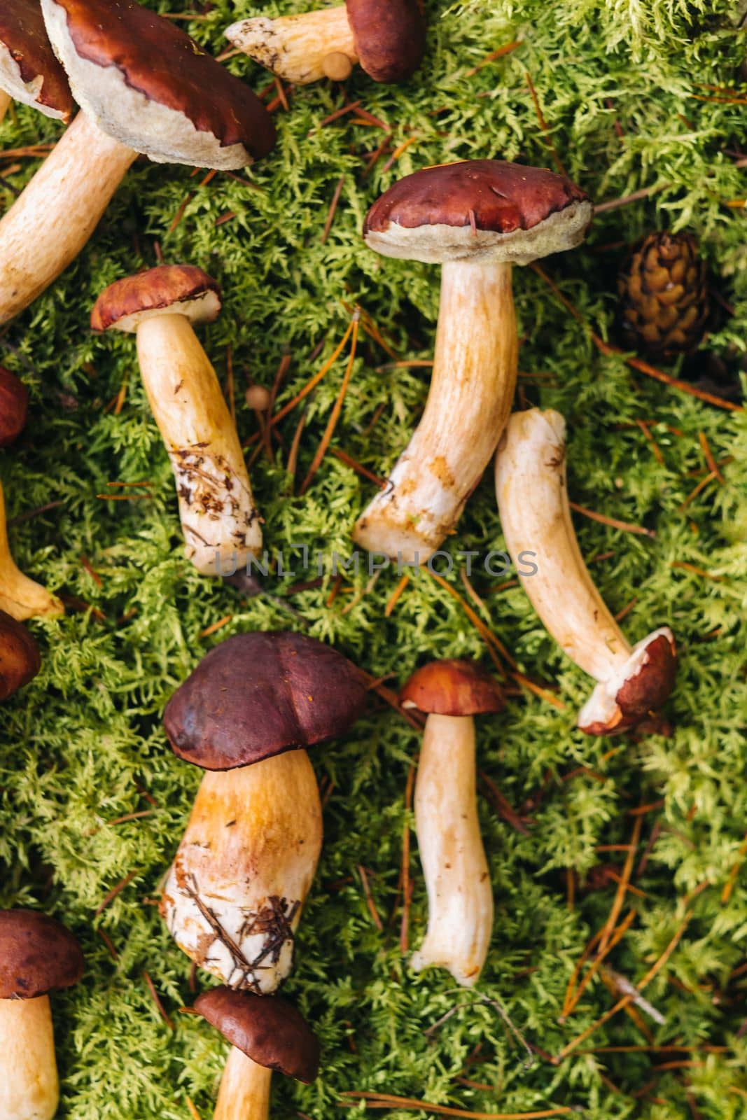 There are a lot of mushrooms lying in the forest on green moss. A lot of Polish moss mushrooms.