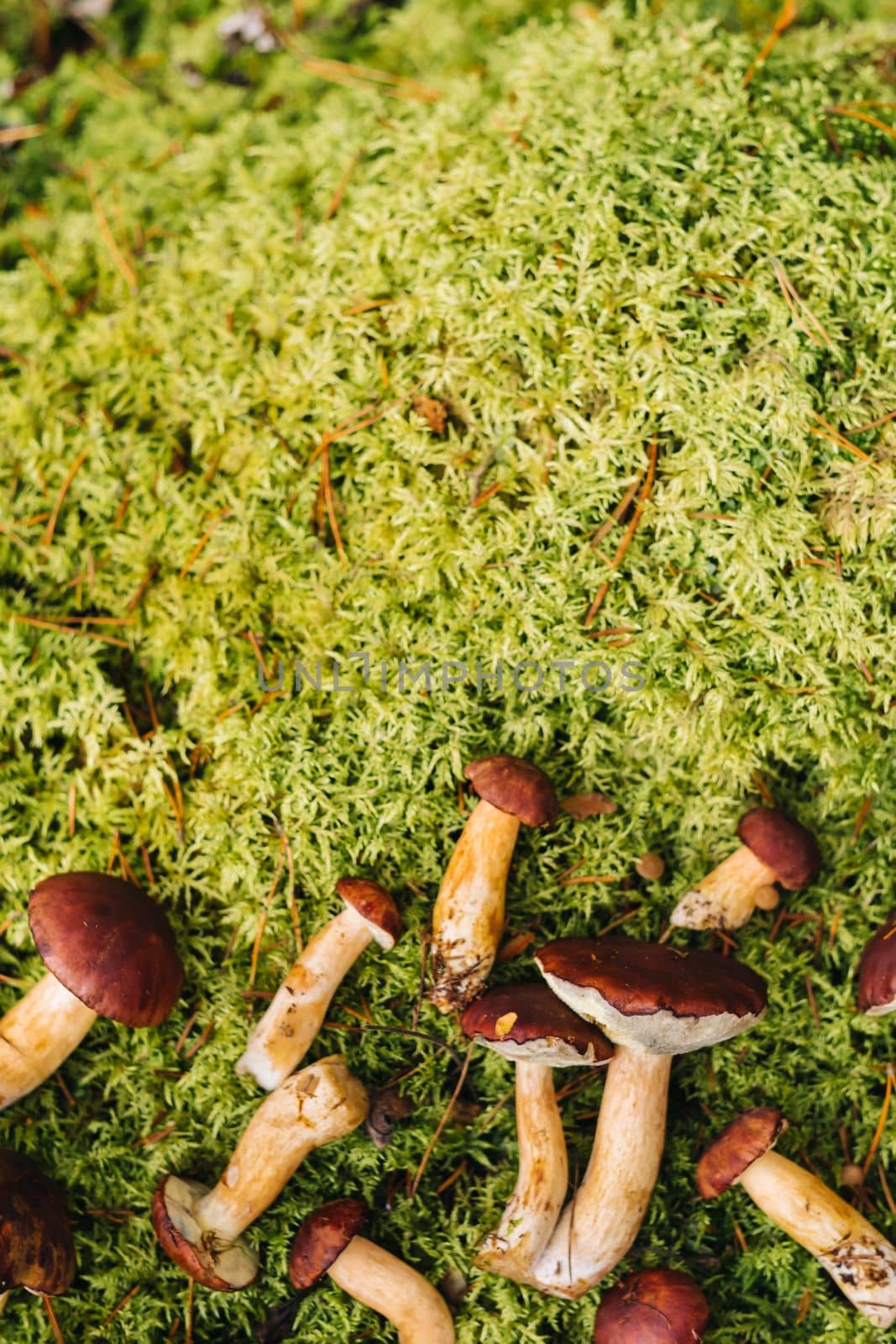 There are a lot of mushrooms lying in the forest on green moss. A lot of Polish moss mushrooms.