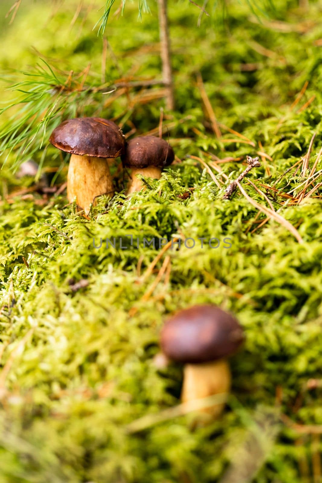 There are a lot of mushrooms lying in the forest on green moss. A lot of Polish moss mushrooms.