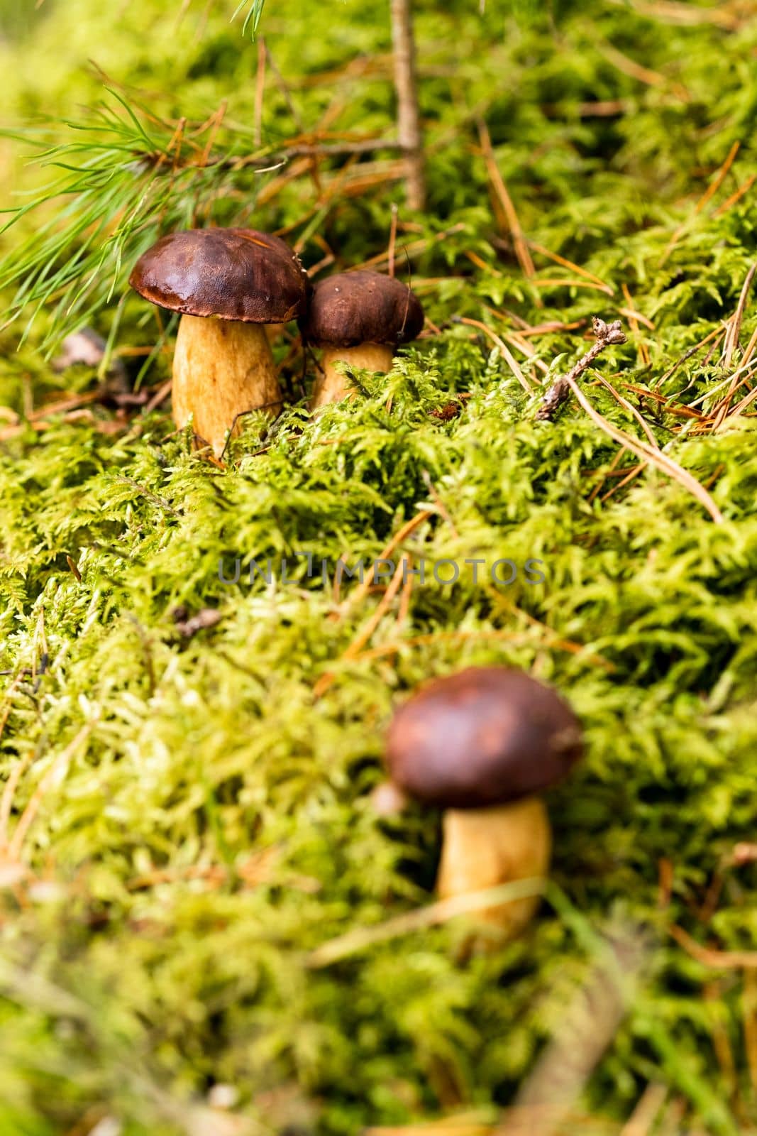 There are a lot of mushrooms lying in the forest on green moss. A lot of Polish moss mushrooms.