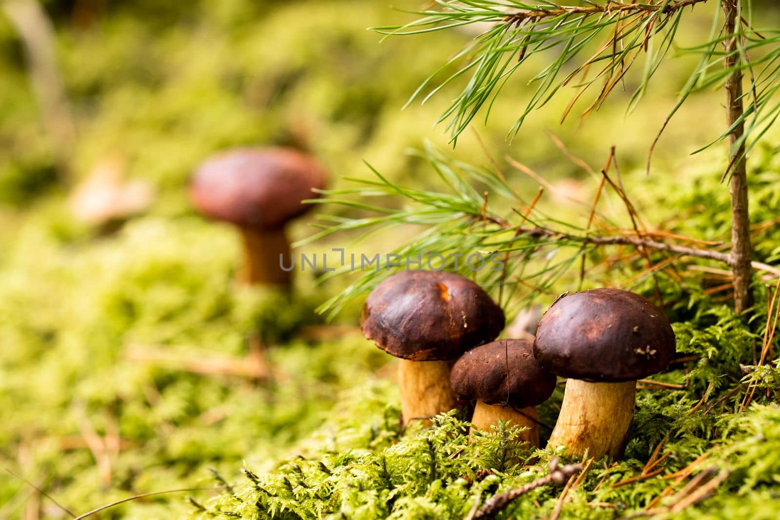 There are a lot of mushrooms lying in the forest on green moss. A lot of Polish moss mushrooms.