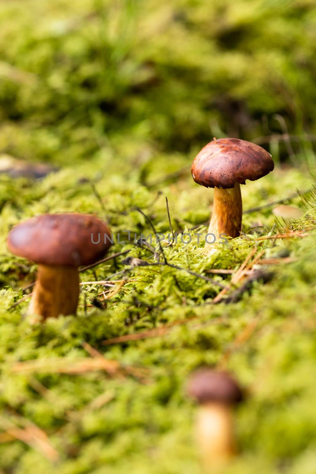 There are a lot of mushrooms lying in the forest on green moss. A lot of Polish moss mushrooms.