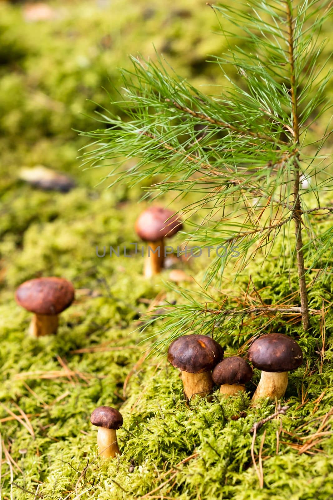 There are a lot of mushrooms lying in the forest on green moss. A lot of Polish moss mushrooms.