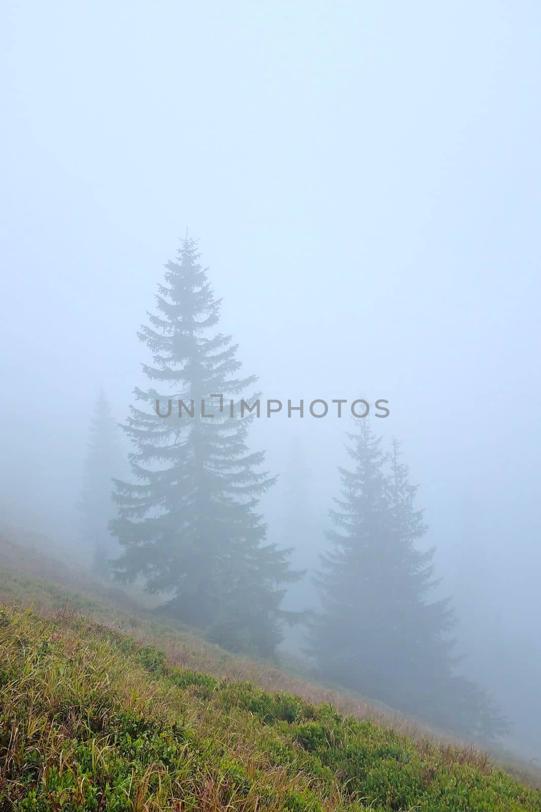 Silhouettes of trees on a foggy morning in the mountains or forest