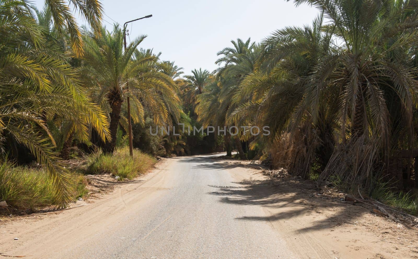 Tarmac road through rural african countryside egyptian date palm tree farm in remote village