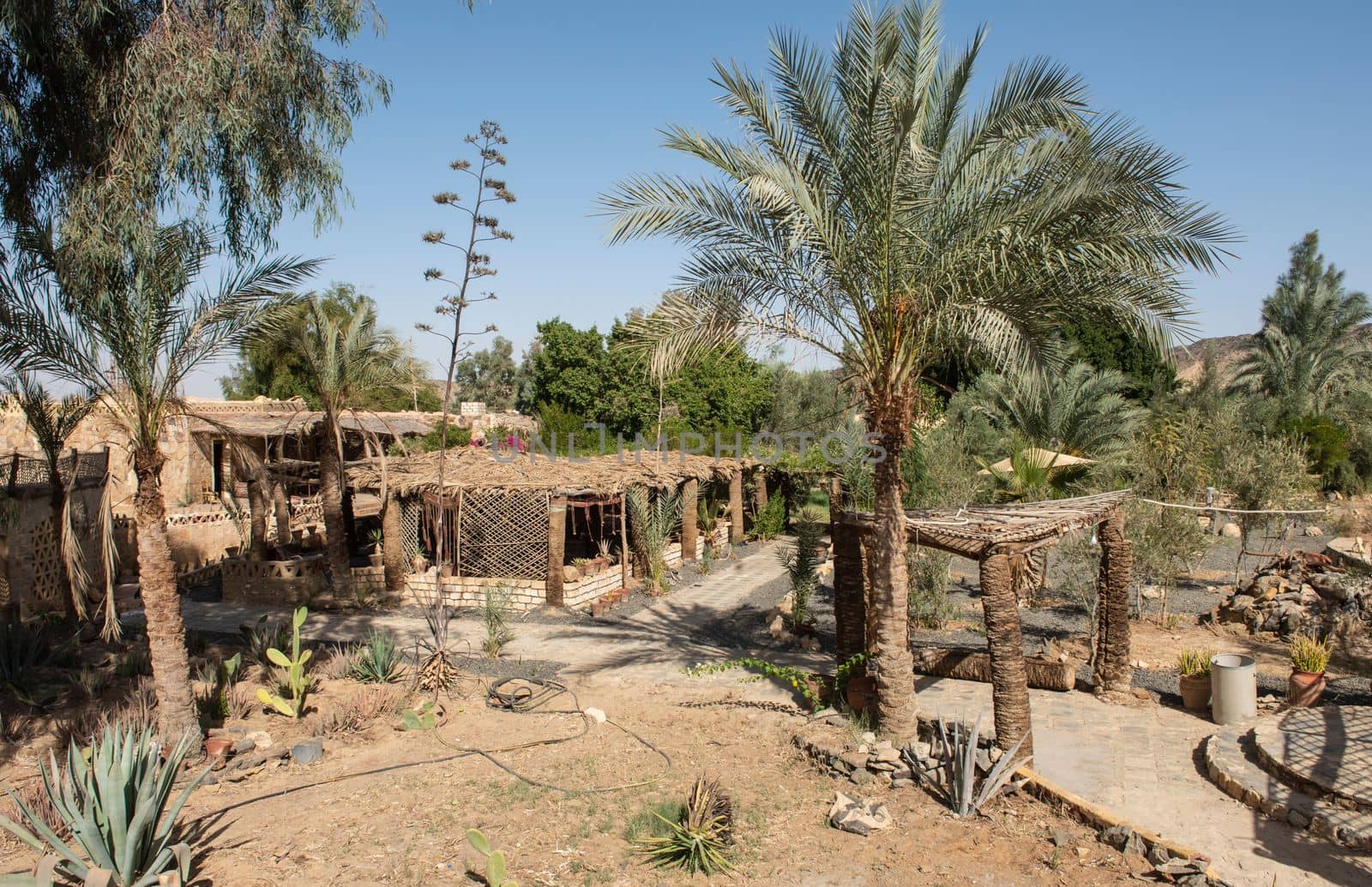Outdoor area of rural eco lodge in egyptian villlage with desert garden and palm trees