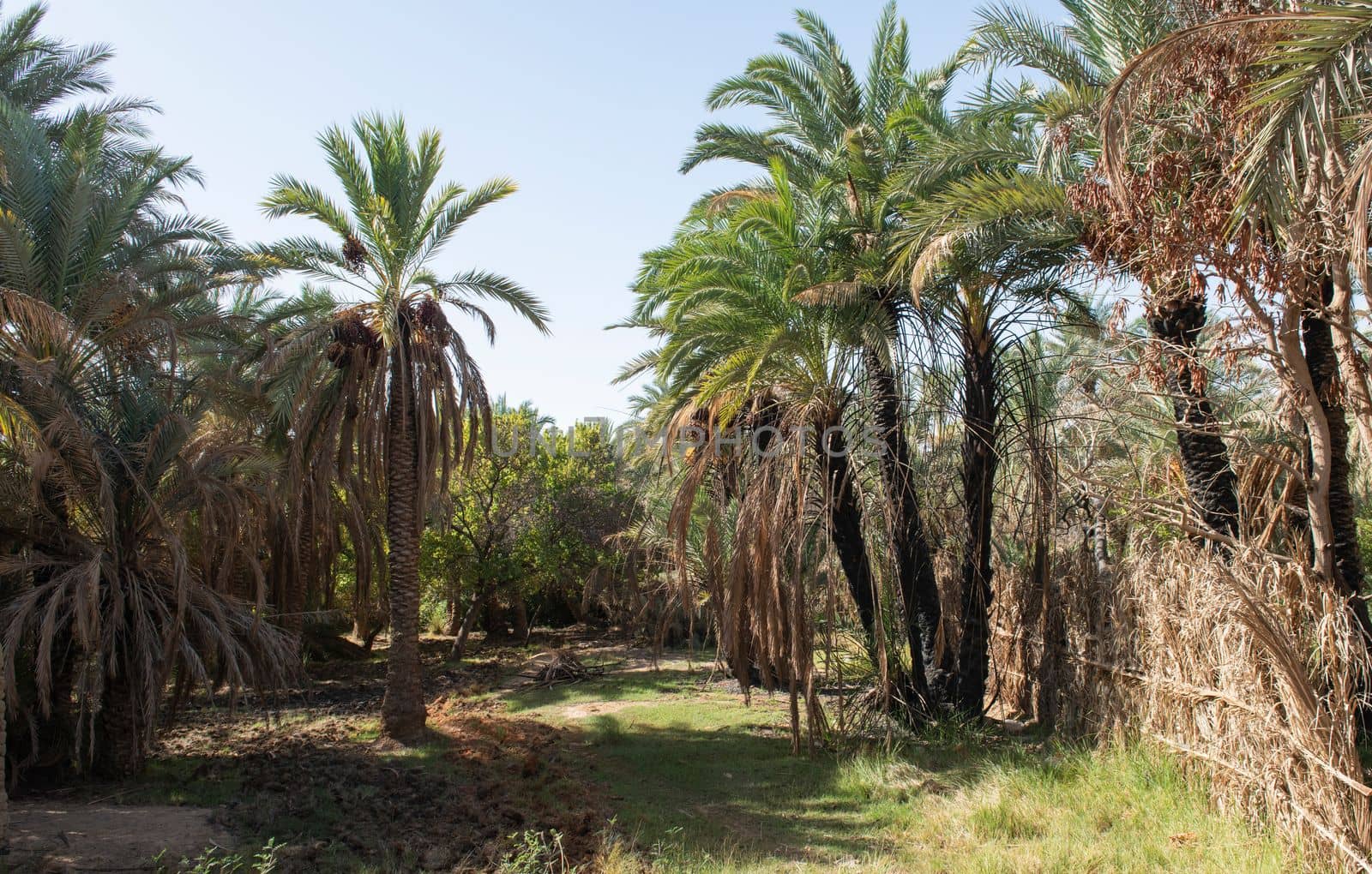 Grass track through rural african countryside egyptian date palm tree farm in remote village