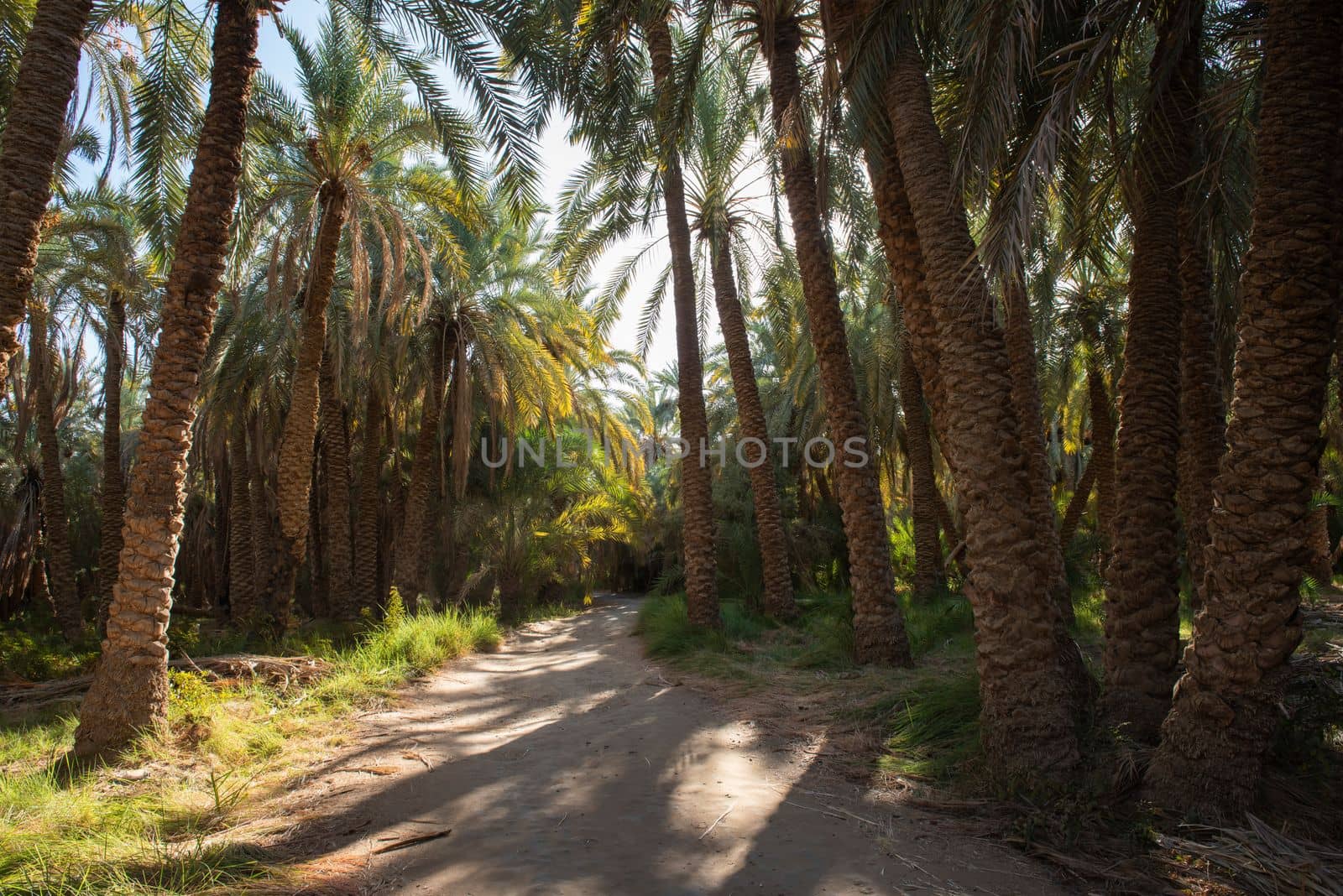 Dirt track road through rural african countryside egyptian date palm tree farm plantation in remote village