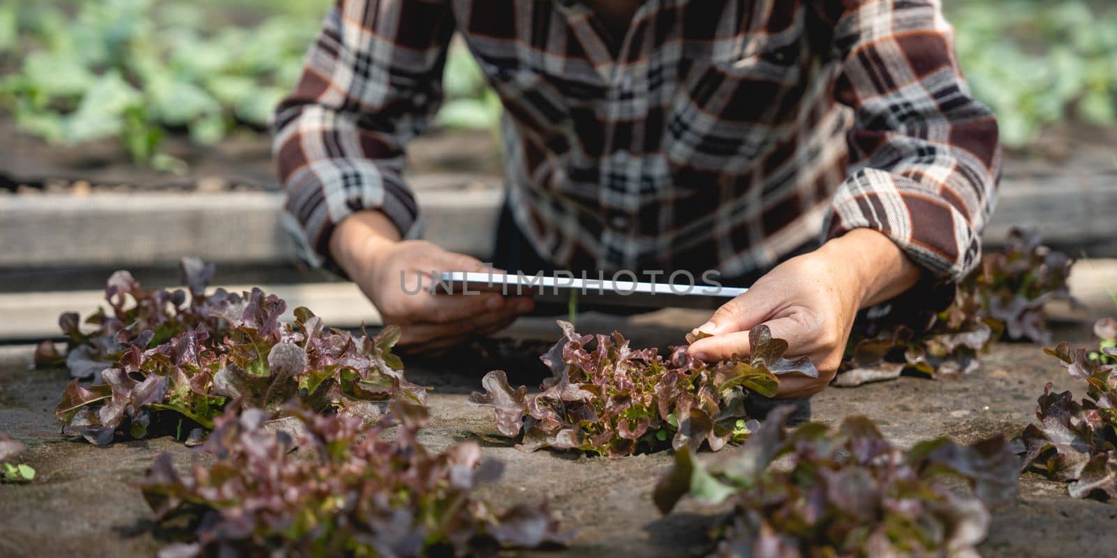 Close up business owner observes about growing organic arugula on hydroponics farm with tablet on aquaponic farm, Concept of growing organic vegetable.