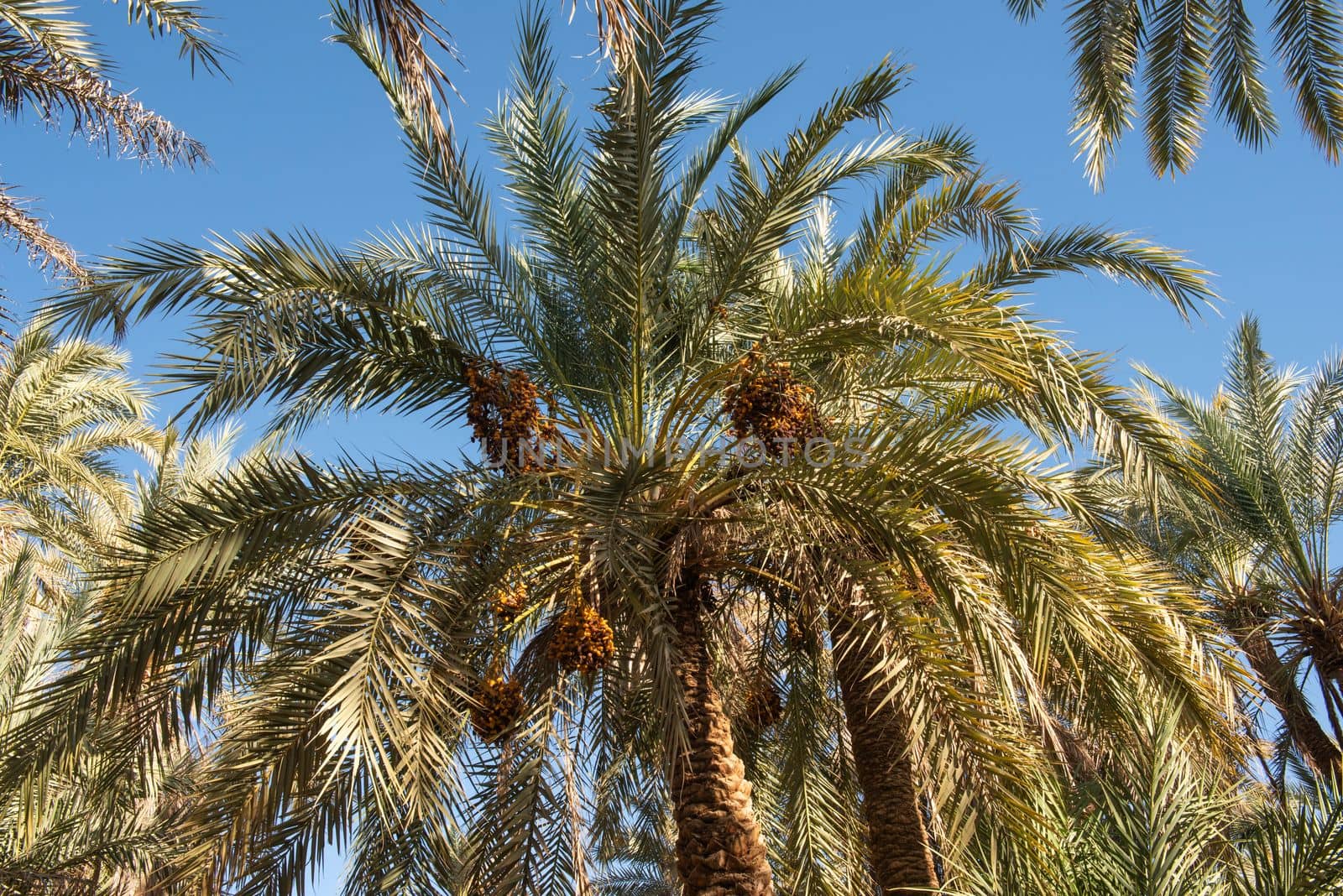 Abstract view of tall large date palm tree phoenix dactylifera with trunk and dates on blue sky background