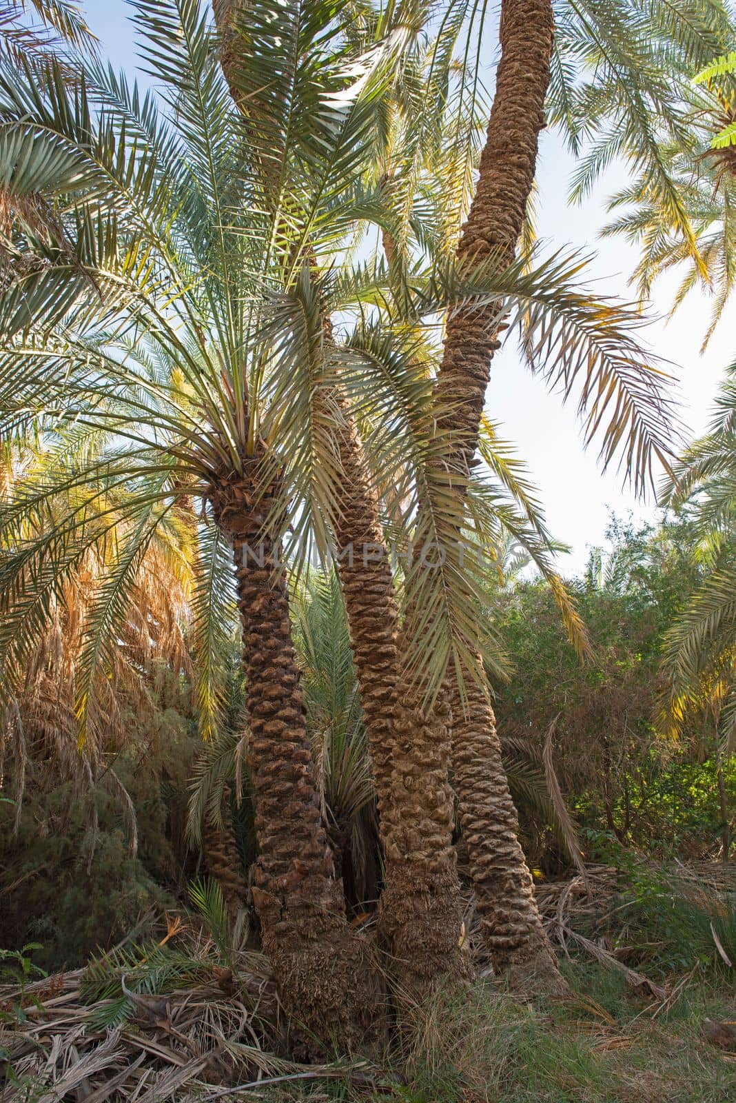 Landscape view of tall large date palm tree phoenix dactylifera in agricultural farm plantation