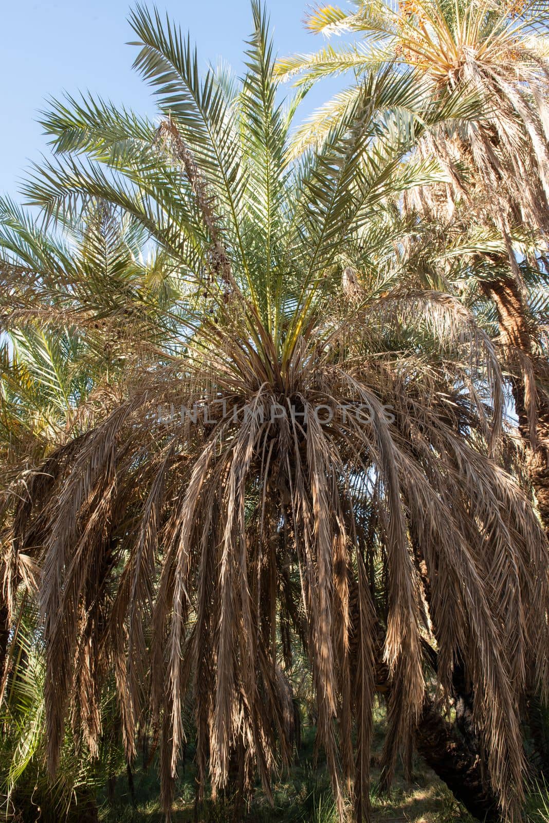 Closeup view of tall large date palm tree phoenix dactylifera with trunk on farm plantation