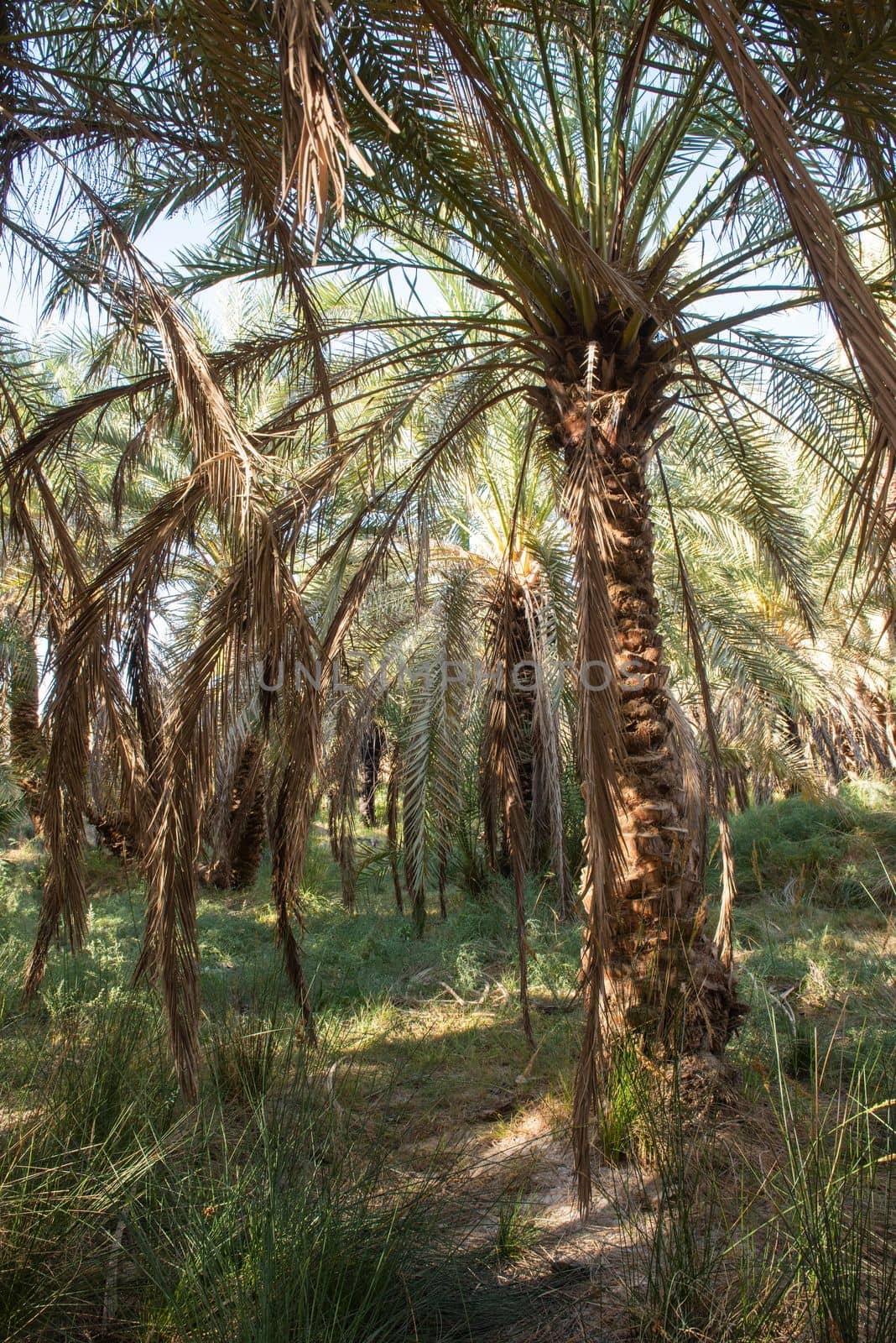 Landscape view of large date palm trees in plantation by paulvinten