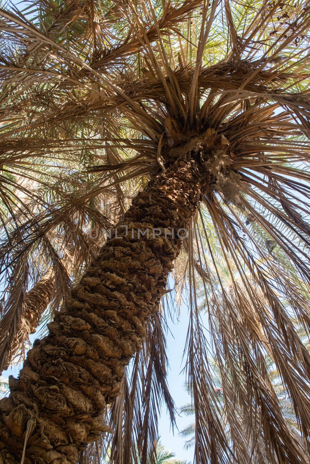 Abstract view of tall large date palm tree phoenix dactylifera with trunk