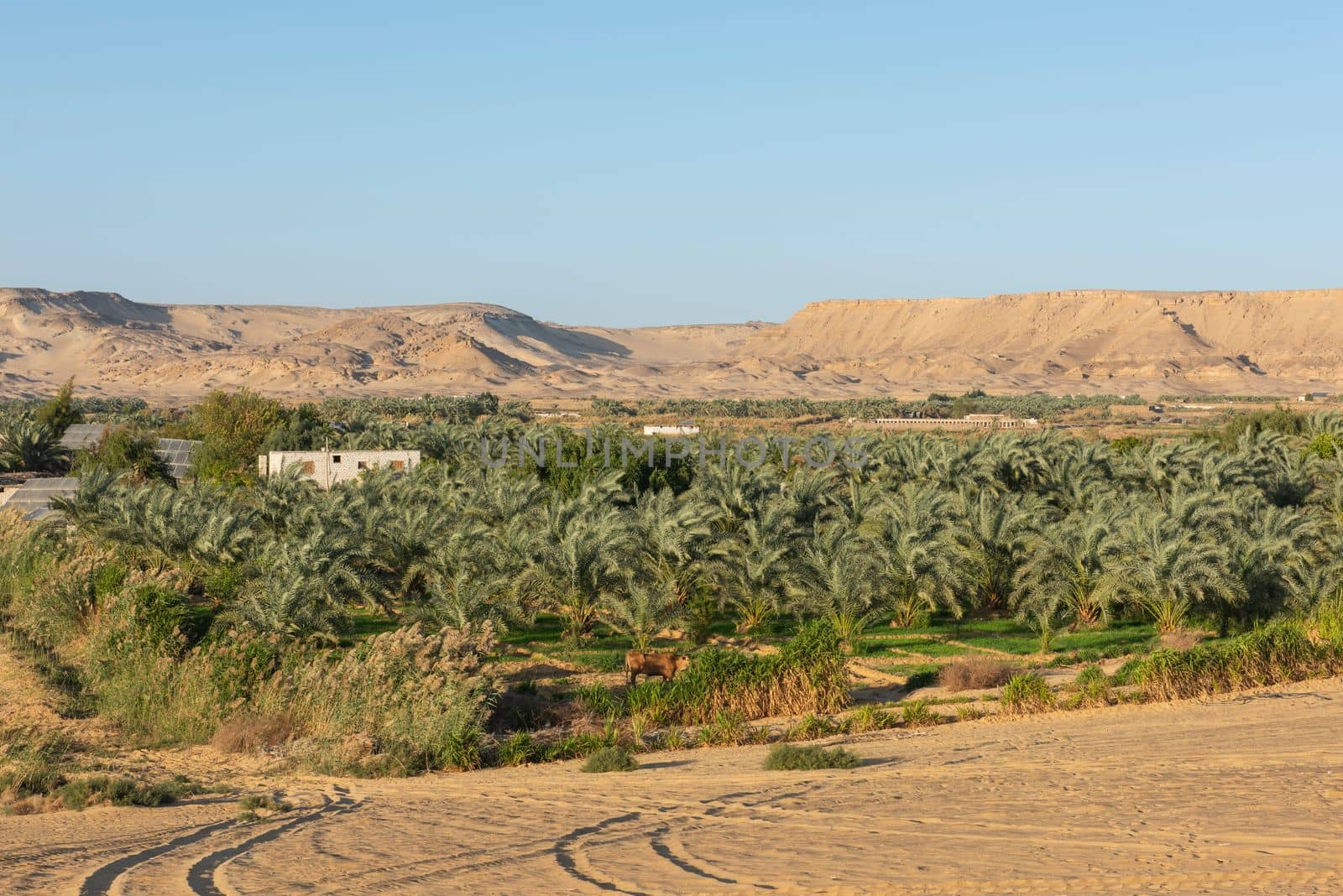 Panoramic view over remote african egyptian desert landscape with oasis and large date palm farm plantation