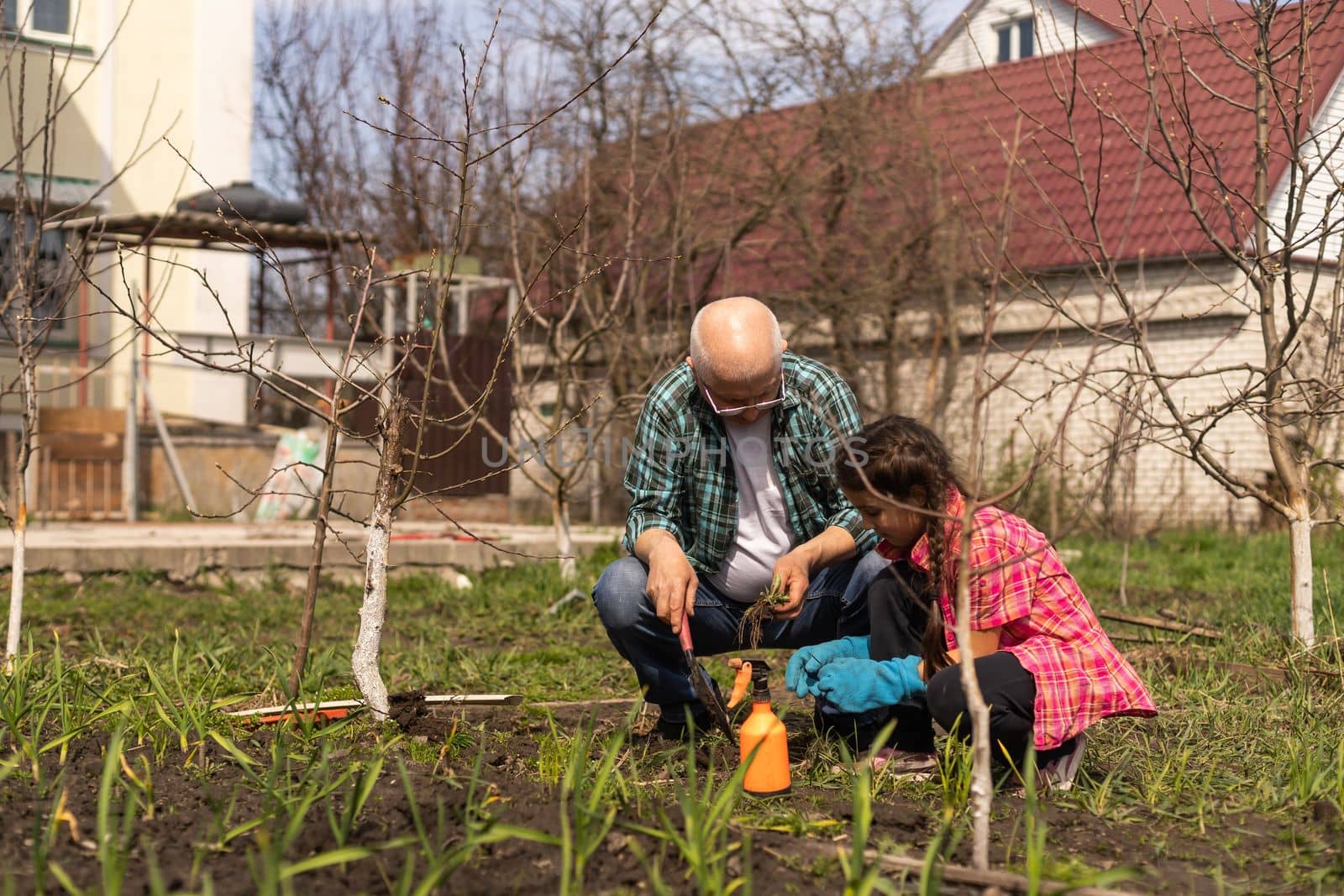 Senior grandfather and granddaughter gardening in the backyard garden. by Andelov13
