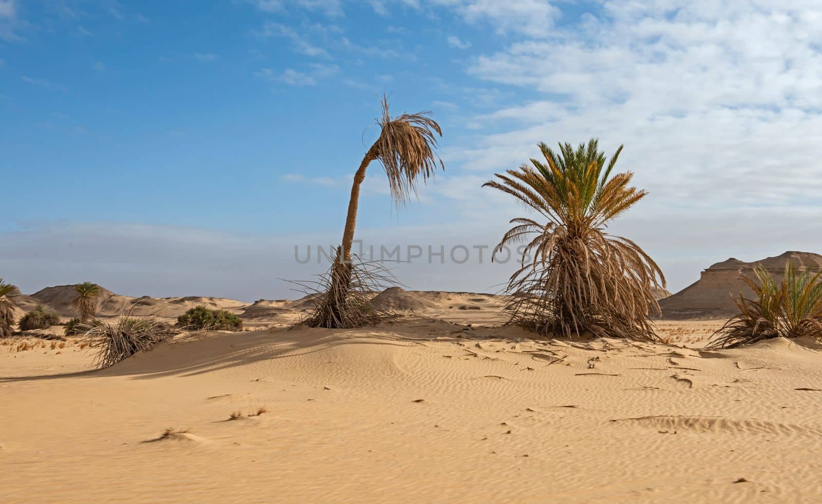 Landscape scenic view of desolate barren western desert in Egypt Farafra oasis with bushes on sand dunes