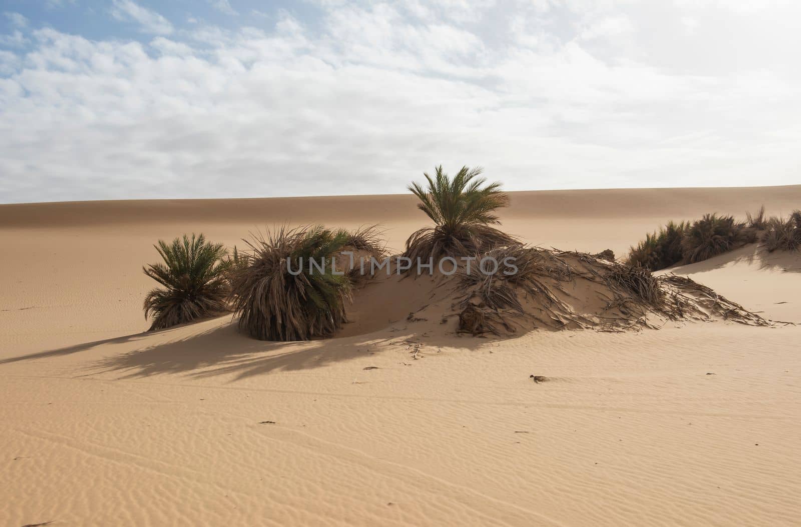 Barren desert landscape in hot climate with bushes by paulvinten