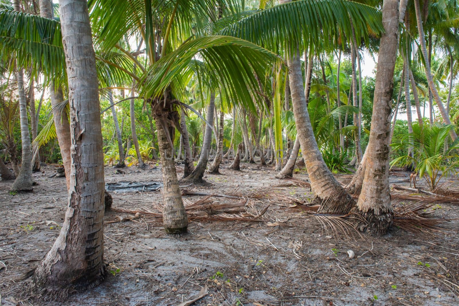 Remote tropical island with coconut palm trees by paulvinten