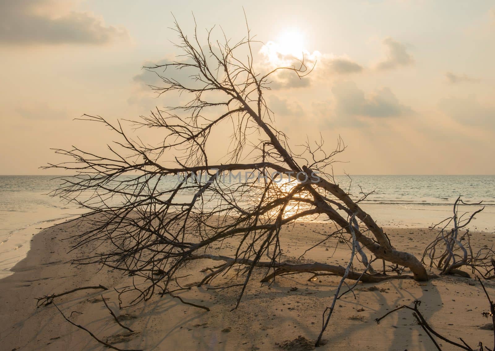 Remote tropical island paradise with beach and dead tree branches wood lying buried and sea landscape background