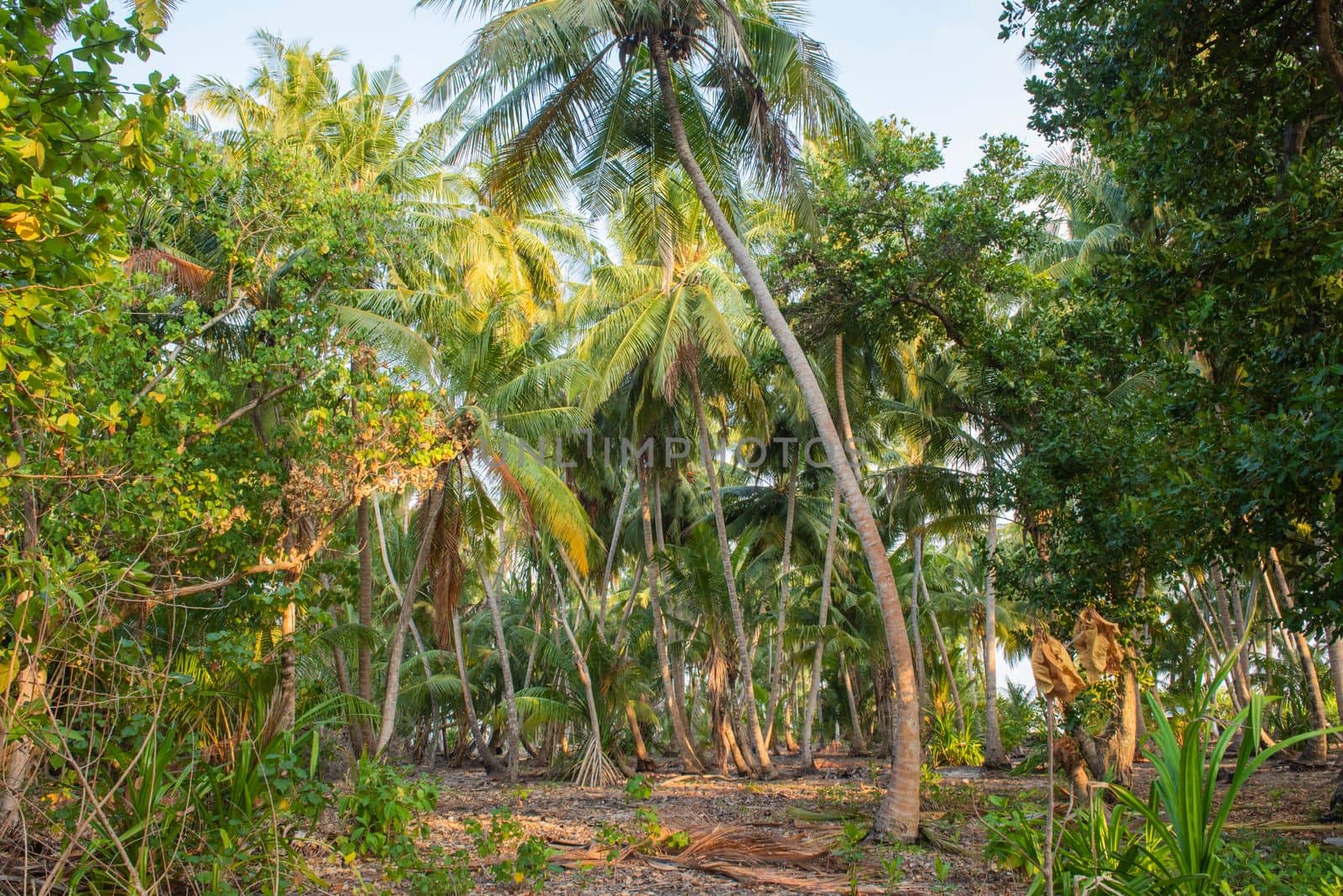 Remote tropical island paradise with thick forest vegetation of coconut palm trees cocos nucifera
