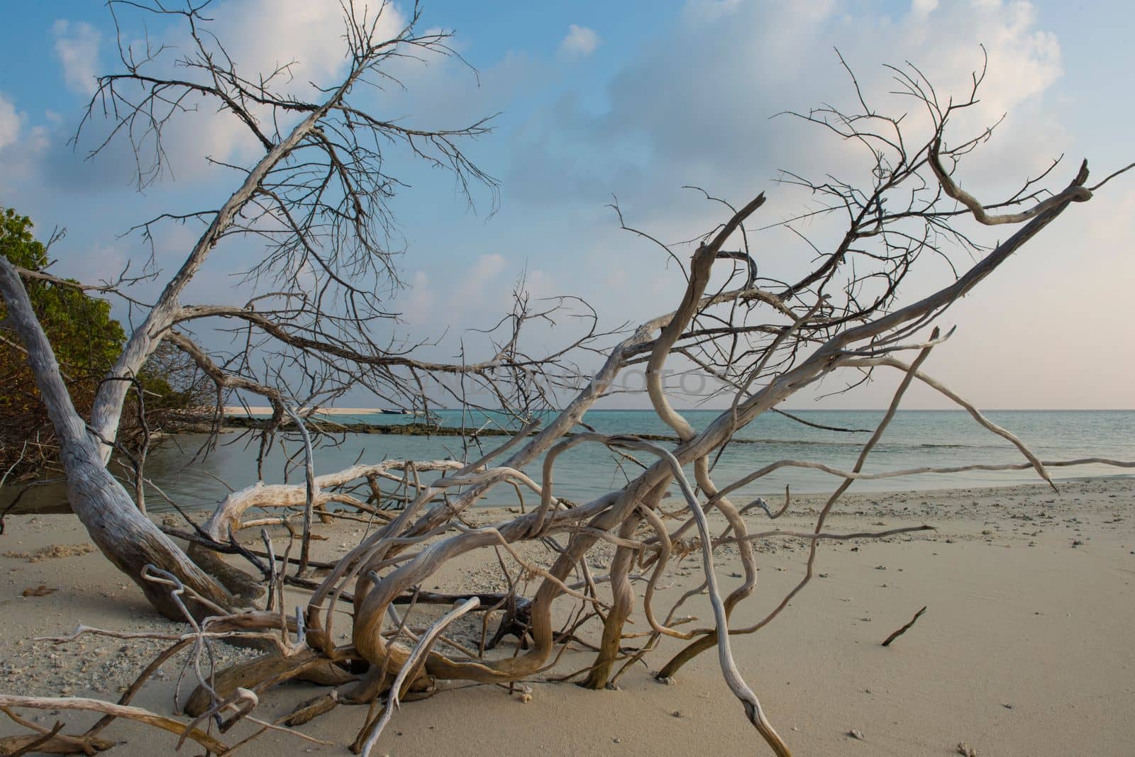 Remote tropical island beach with dead tree by paulvinten