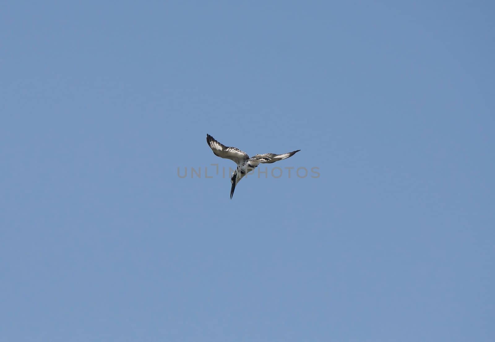 Pied kingfisher ceryle rudis in flight over river water hunting for fish