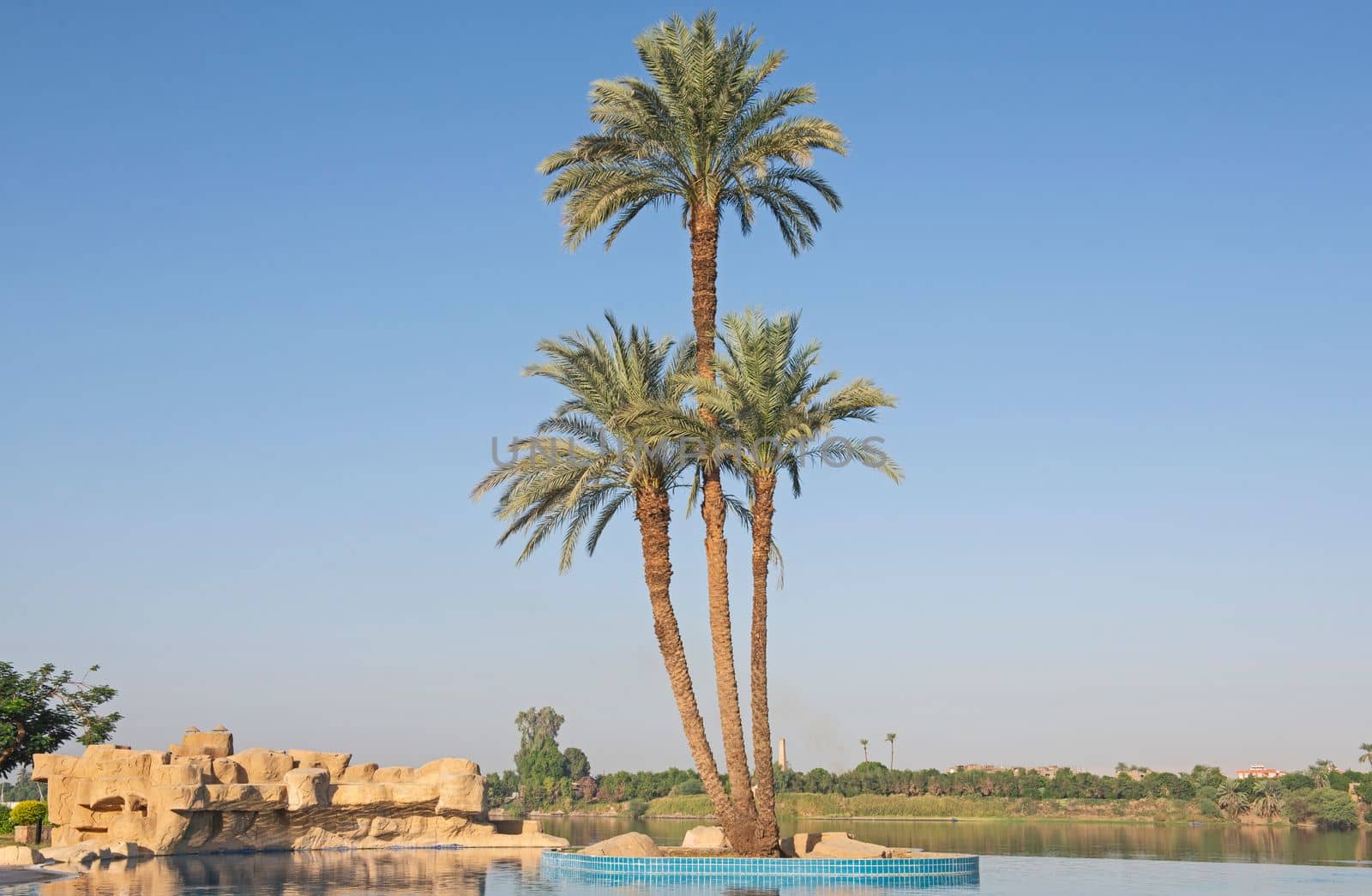 Tall large date palm tree phoenix dactylifera on island in infinity swimming pool at luxury tropical hotel resort