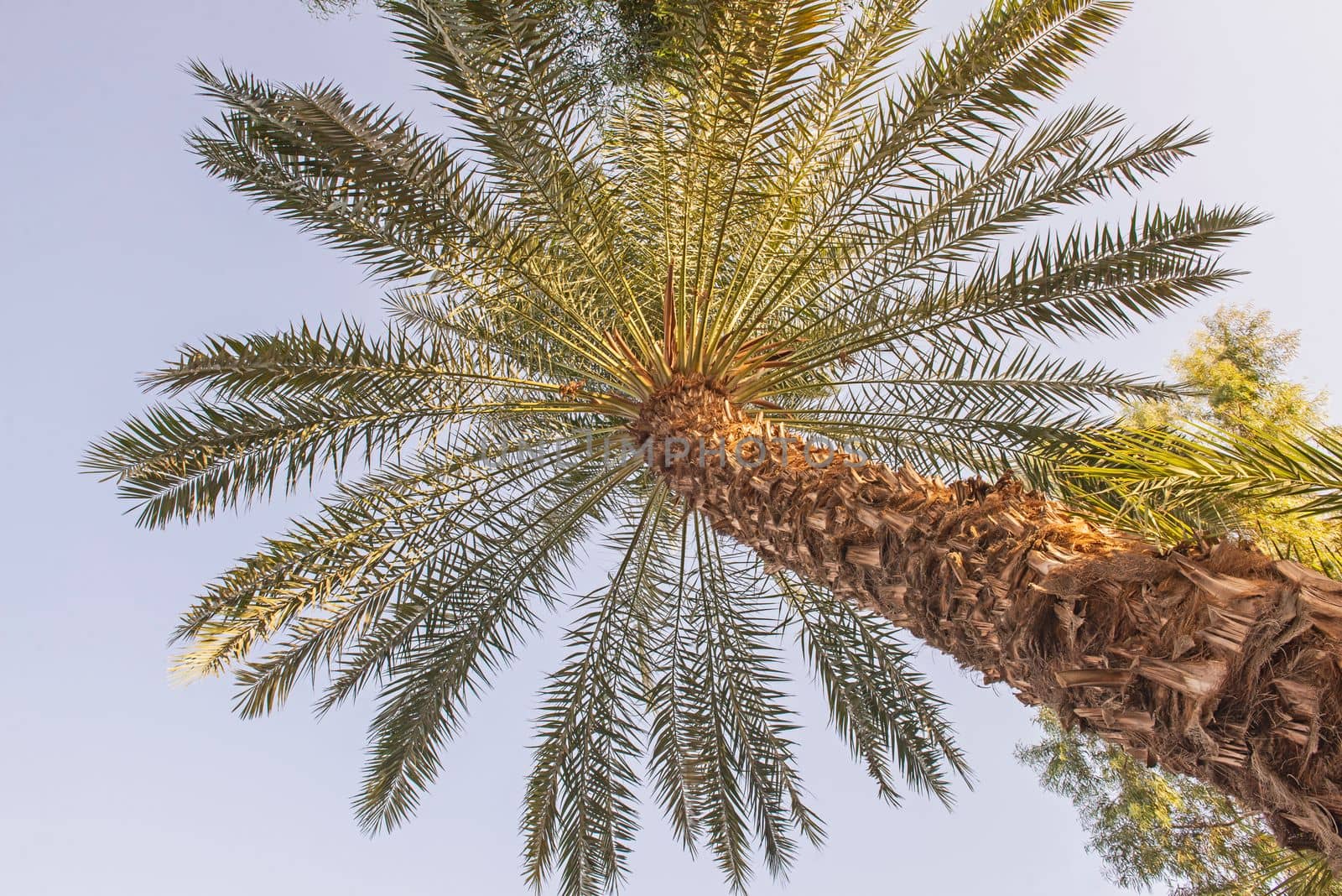 Abstract view of large date palm tree from below by paulvinten