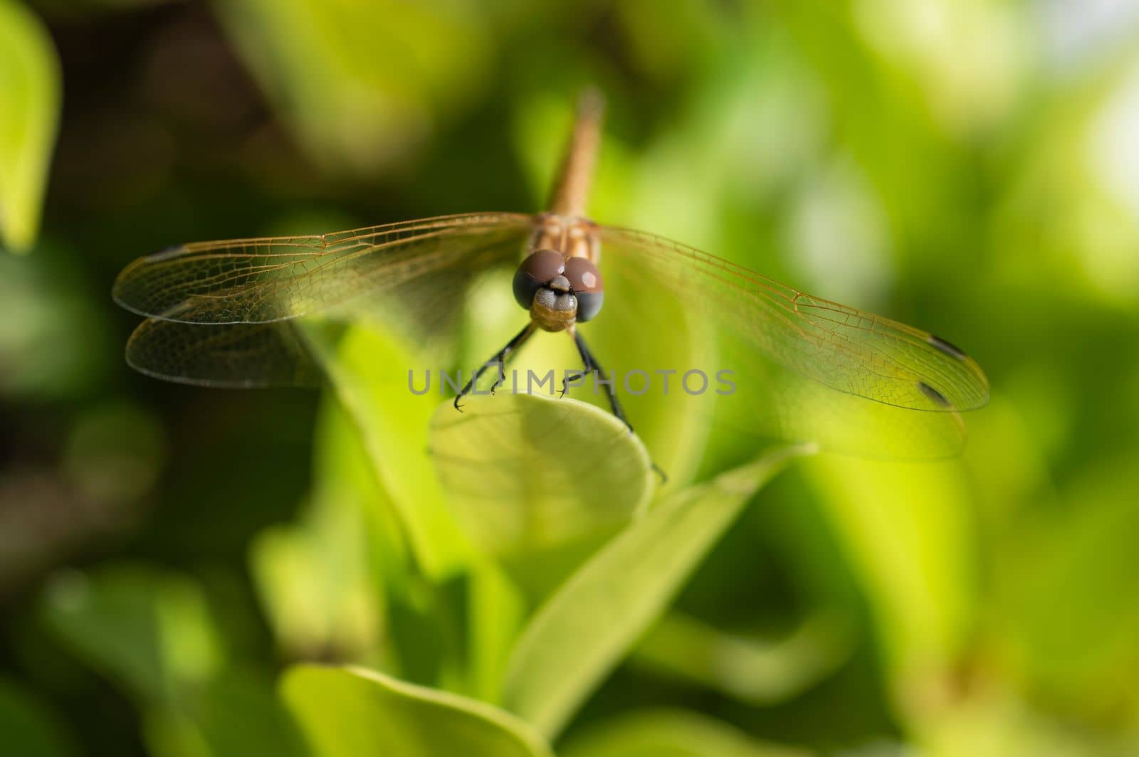 Closeup macro detail of wandering glider dragonfly Pantala flavescens on plant stem above grass in garden