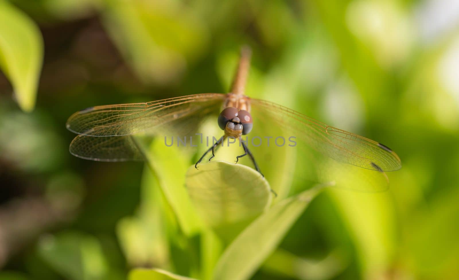 Closeup detail of wandering glider dragonfly on leaf by paulvinten