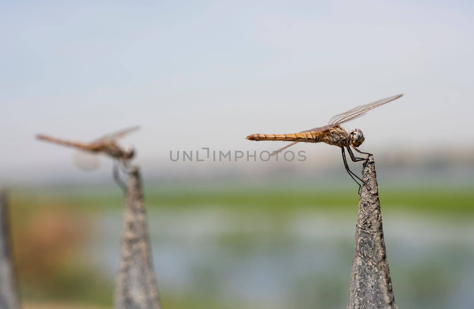 Pair of wandering glider dragonflies on metal post by paulvinten