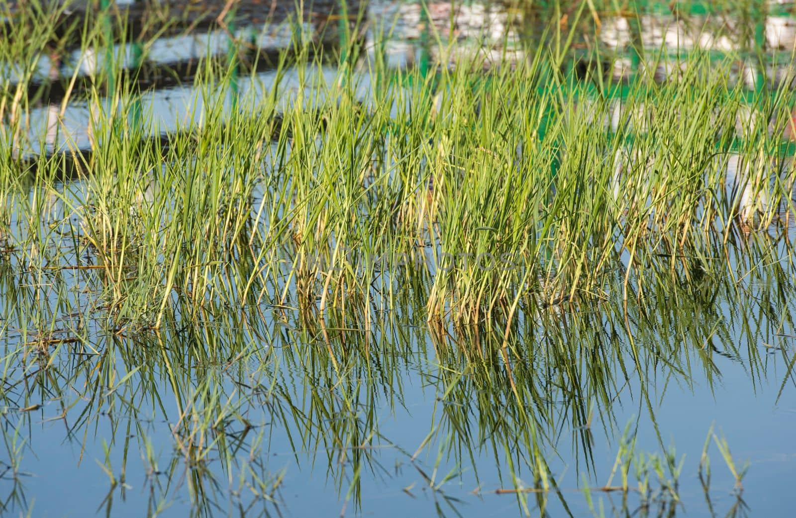 Closeup detail of grass reeds in water of riverbank with abstract reflection
